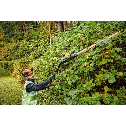 Person trims tall hedge using DEWALT DCMPH566N cordless pole hedge trimmer outdoors.